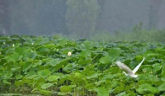 魚(yú)臺(tái)最新地圖，揭示地域特色與發(fā)展藍(lán)圖