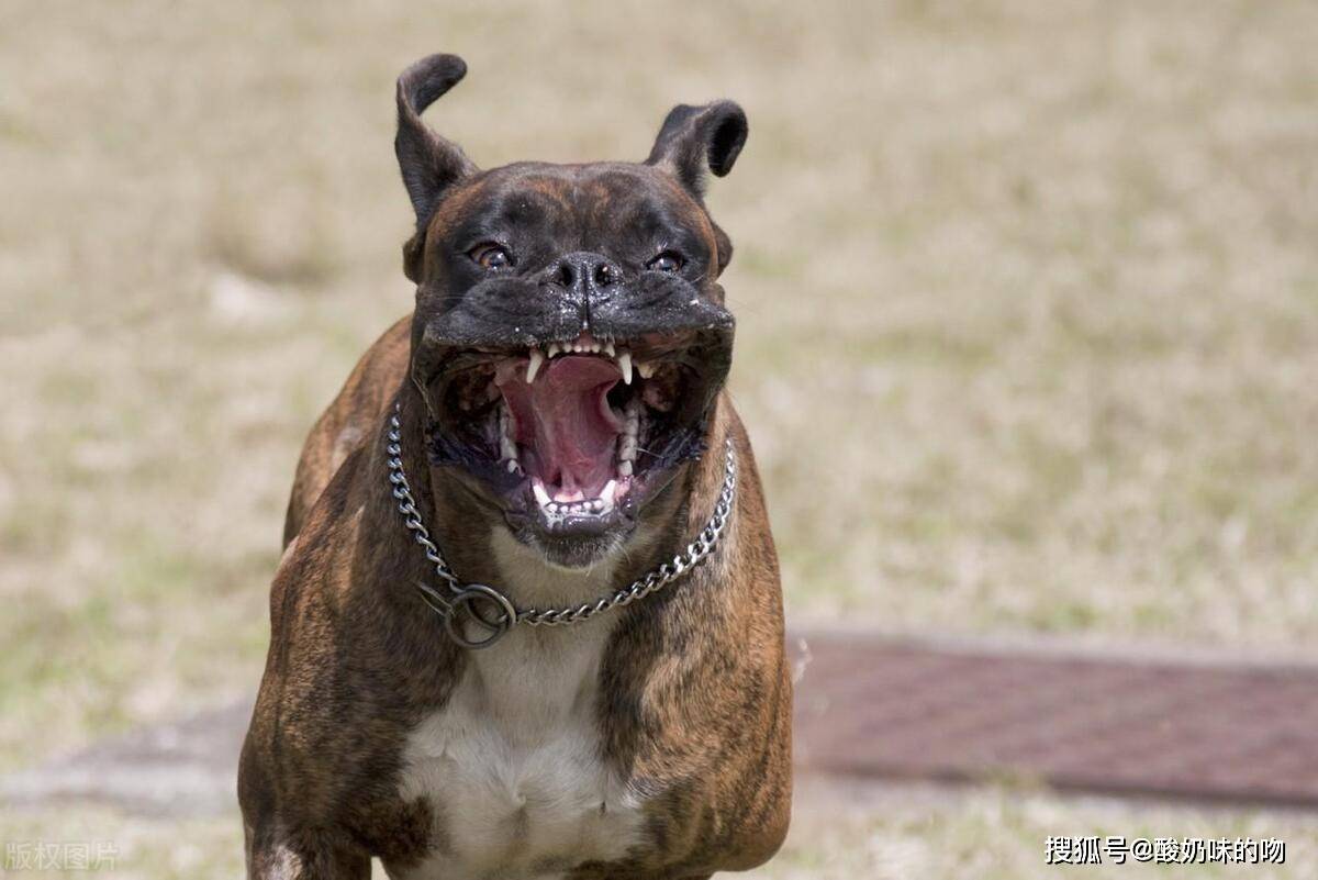 惡犬最新磁力,惡犬最新磁力，探索背后的真相與應對之道