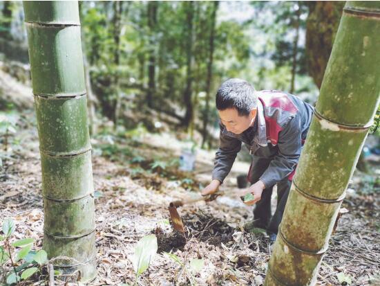 沙縣最新聞,沙縣最新新聞報道